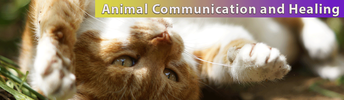 Animal Communication and Healing