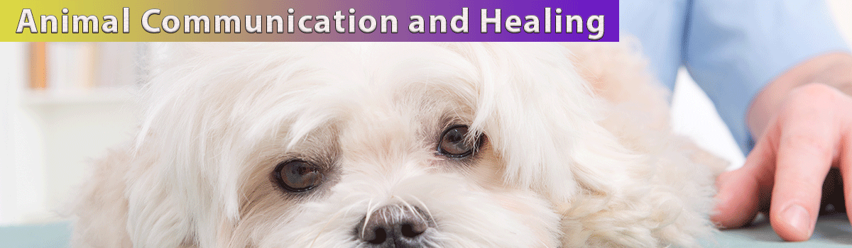 Animal Communication & Healing